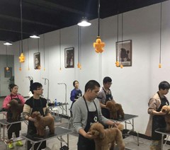 广州贵宾之家宠物美容培训学校相册3