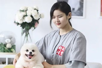 上海新云宠物美容培训学校轮播3