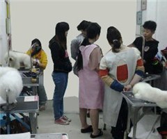 福州东璇宠物美容学校轮播4