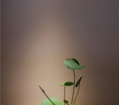 深圳小原流花道培训课程