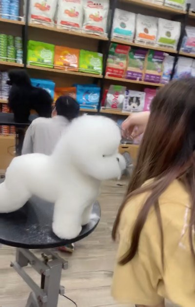 上海涵菱宠美培训学校轮播5
