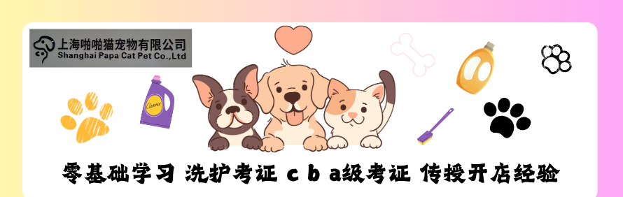 上海啪啪猫宠物美容培训学校轮播1