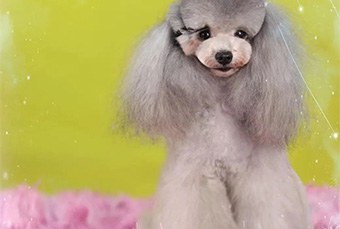郑州犬类指导手培训班