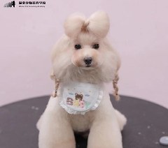 合肥温拿宠物美容学校轮播3