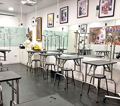 苏州伍德晨怡宠物美容培训学校轮播1