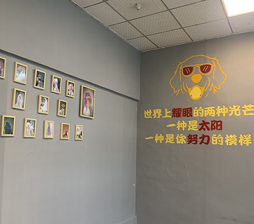 重庆IAMGO宠物美容培训学校轮播3