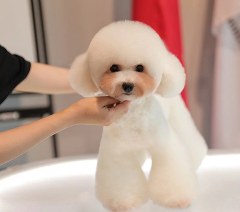 合肥温拿宠物美容学校轮播2