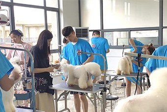 上海新云宠物美容培训学校轮播5