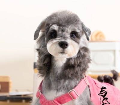 上海与它宠美培训学校轮播3