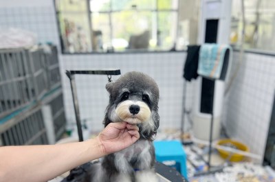 重庆遇TA宠艺宠物美容培训学校轮播5