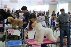 福州东璇宠物美容学校轮播1