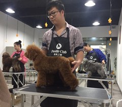 广州贵宾之家宠物美容培训学校轮播5