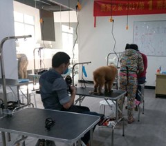 广州贵宾之家宠物美容培训学校轮播3