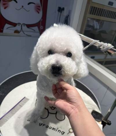 上海啪啪猫宠物美容培训学校轮播3