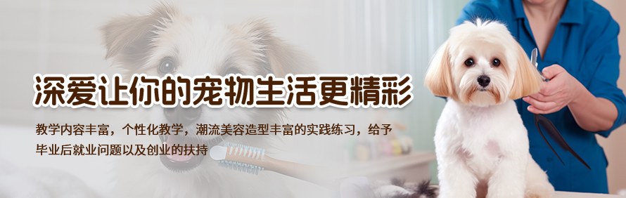 郑州深爱宠物美容培训学校轮播2