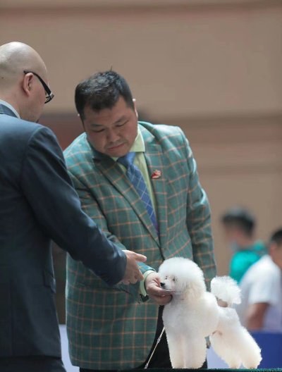 无锡金域爱天使宠物美容培训学校轮播3