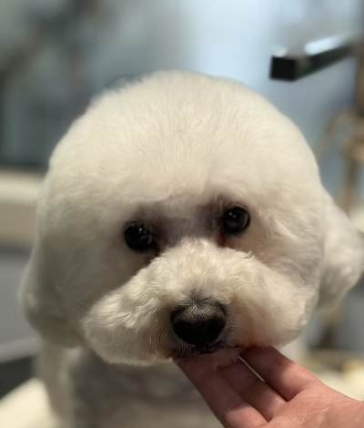 上海啪啪猫宠物美容培训学校轮播4