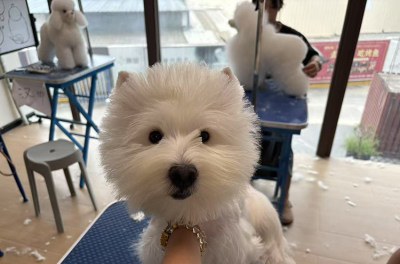 成都爱优宠物美容培训学校轮播5