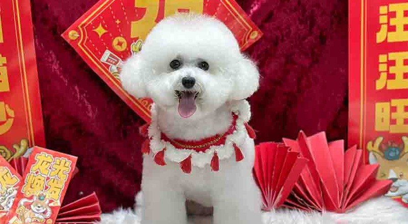 郑州夏天宠物美容培训学校轮播5