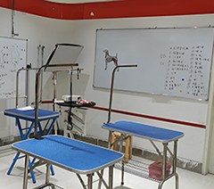 杭州谷艺宠物美容培训学校轮播4