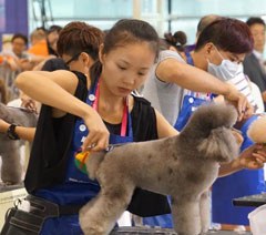 广州思迪宠物美容研修学苑
