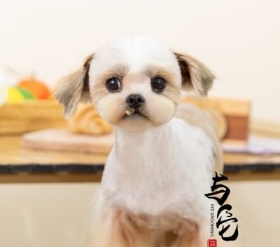 上海与它宠美培训学校轮播5