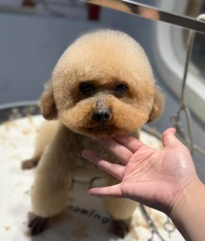 上海啪啪猫宠物美容培训学校轮播5