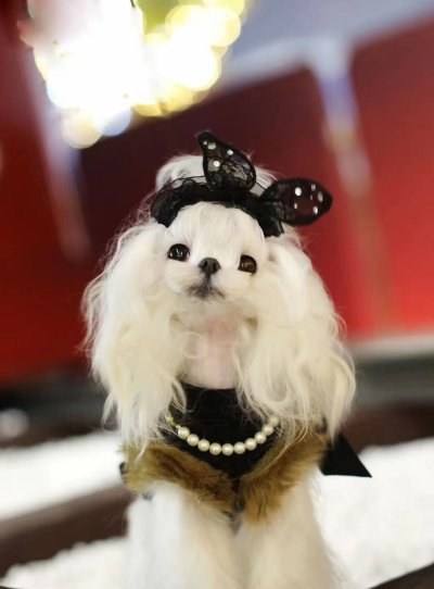 无锡金域爱天使宠物美容培训学校轮播5